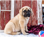 Small #1 Mastiff