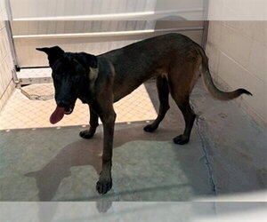 Mutt Dogs for adoption in Burbank, CA, USA