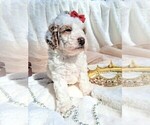Small Photo #36 Goldendoodle (Miniature) Puppy For Sale in GASTONIA, NC, USA