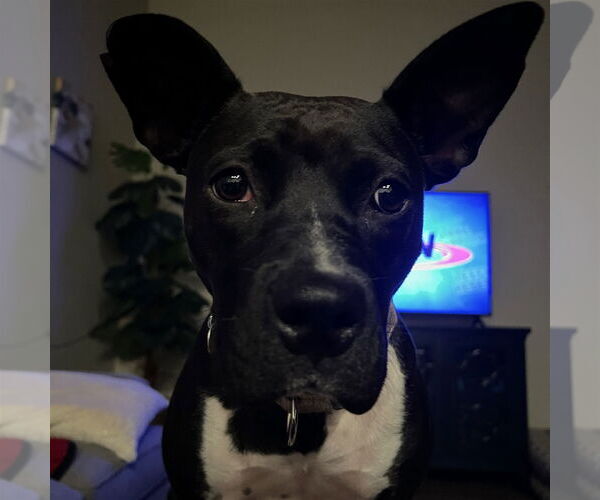 Medium Photo #41 American Pit Bull Terrier-Unknown Mix Puppy For Sale in Fargo, ND, USA