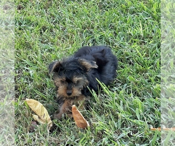Medium Photo #8 Morkie Puppy For Sale in CASSVILLE, MO, USA