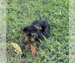 Small #7 Morkie