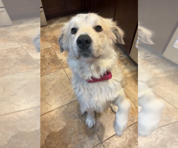 Medium Photo #1 Great Pyrenees-Unknown Mix Puppy For Sale in Germantown, OH, USA