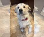 Small Great Pyrenees Mix