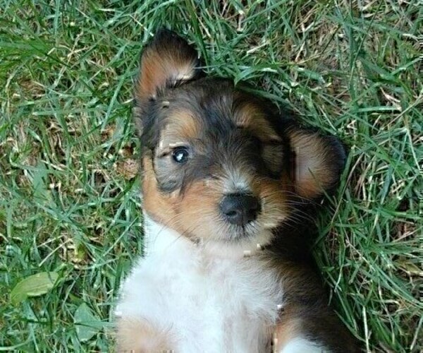 Medium Photo #2 Cadoodle Puppy For Sale in PERU, IN, USA