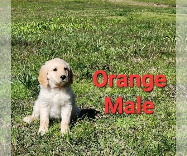 Medium Photo #25 Goldendoodle Puppy For Sale in CLARKSVILLE, TX, USA