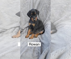 Doberman Pinscher Puppy for sale in POMEROY, OH, USA