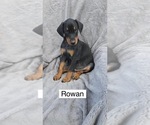 Small Doberman Pinscher