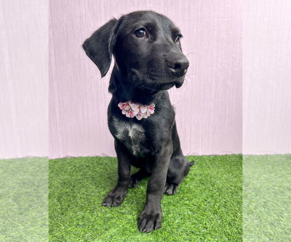 Medium Photo #5 Labrador Retriever-Retriever  Mix Puppy For Sale in Corona, CA, USA