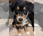 Small Photo #1 Australian Shepherd-Pomeranian Mix Puppy For Sale in BUCHANAN, MI, USA