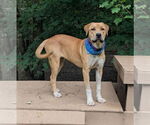 Small #1 Mastiff-Redbone Coonhound Mix