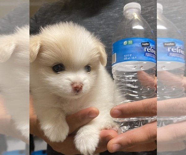 Medium Photo #1 Pomeranian Puppy For Sale in SAN JOSE, CA, USA