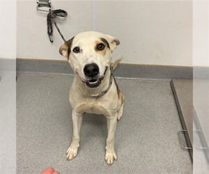 German Shepherd Dog-Unknown Mix Dogs for adoption in Rancho Cucamonga, CA, USA