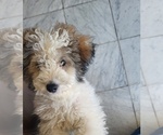 Small Goldendoodle mix (+ Poodle Miniature)