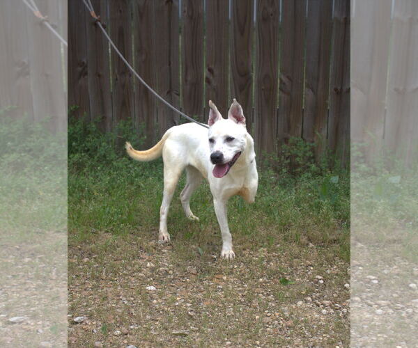 Medium Photo #2 Mutt Puppy For Sale in Jackson, MS, USA