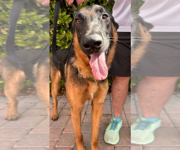 Medium Photo #11 German Shepherd Dog-Unknown Mix Puppy For Sale in Lake Forest, CA, USA