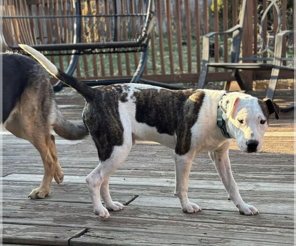 Medium Photo #24 American Pit Bull Terrier-Unknown Mix Puppy For Sale in Germantown, OH, USA