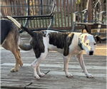 Small #23 American Pit Bull Terrier Mix