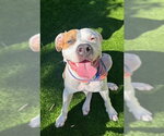 Small Photo #2 Mutt Puppy For Sale in Miami, FL, USA