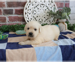 Small #1 Golden Retriever