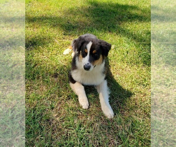 Medium Photo #1 Australian Shepherd Puppy For Sale in ALBANY, GA, USA