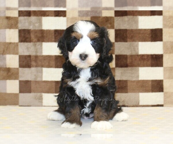Medium Photo #3 Bernedoodle (Miniature) Puppy For Sale in DENVER, PA, USA