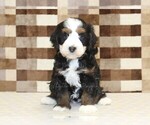 Small #2 Bernedoodle (Miniature)