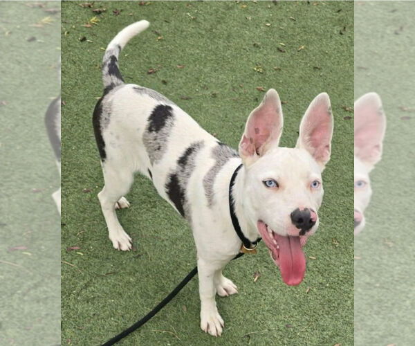 Medium Photo #1 Catahoula Leopard Dog-Unknown Mix Puppy For Sale in Lakewood, CO, USA