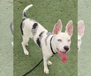 Catahoula Leopard Dog-Unknown Mix Dogs for adoption in Lakewood, CO, USA