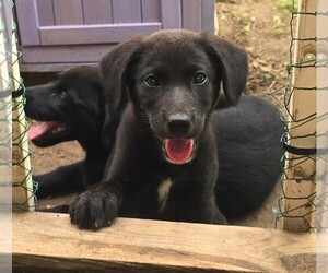 Labrador Retriever-Mutt Mix Dog for Adoption in LOVELADY, Texas USA