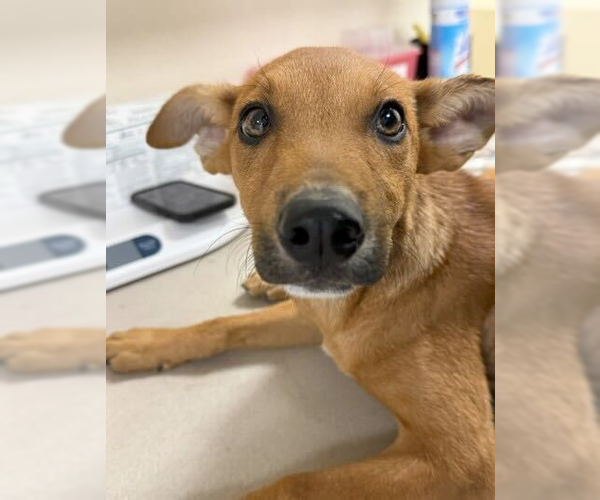 Medium Photo #8 Mutt Puppy For Sale in Woodbury, NY, USA