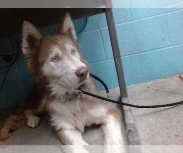 Medium Photo #1 Siberian Husky Puppy For Sale in Downey, CA, USA