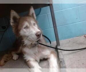 Siberian Husky Dogs for adoption in Downey, CA, USA