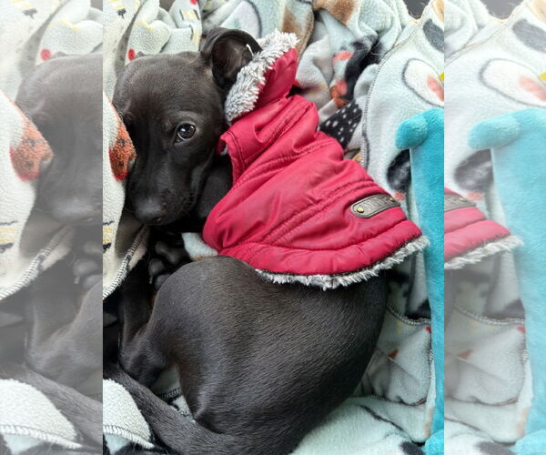 Medium Photo #1 Labrador Retriever-Unknown Mix Puppy For Sale in Aurora, CO, USA