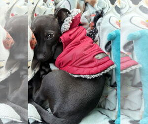 Labrador Retriever-Unknown Mix Dogs for adoption in Aurora, CO, USA