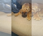 Small Photo #10 Boxer Puppy For Sale in STOCKTON, CA, USA