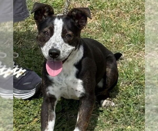 Medium Photo #2 Mutt Puppy For Sale in Canton, CT, USA