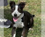 Small #1 Mutt
