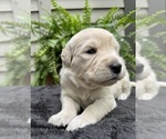 Puppy Brie Golden Retriever