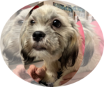 Small Lhasa Apso Mix