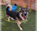 Small German Shepherd Dog Mix