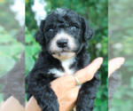 Small Photo #2 Bernedoodle-Poodle (Miniature) Mix Puppy For Sale in GOLDEN, CO, USA