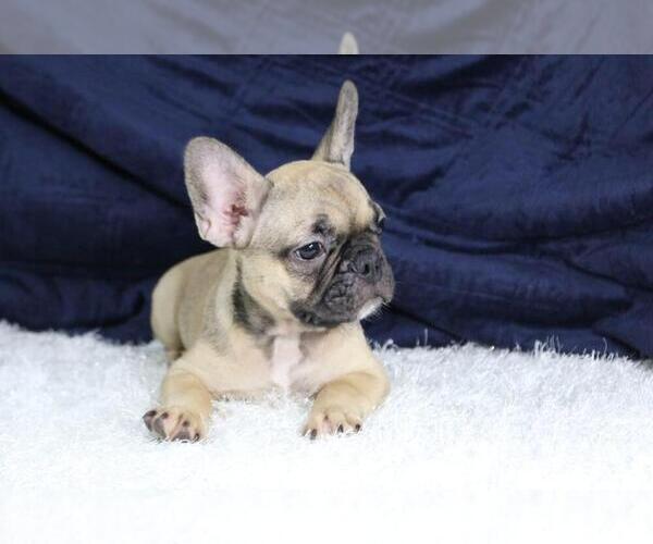 Medium Photo #4 French Bulldog Puppy For Sale in ALAMO, CA, USA
