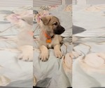 Small Photo #27 German Shepherd Dog Puppy For Sale in ANKENY, IA, USA