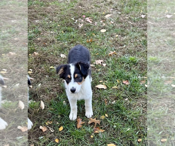 Medium Photo #2 Australian Shepherd Puppy For Sale in BALLSTON LAKE, NY, USA