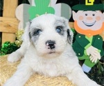 Puppy RED Sheepadoodle