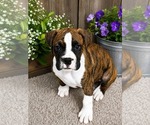 Small #2 Boxer