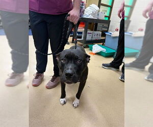American Pit Bull Terrier Dogs for adoption in Ogden, UT, USA