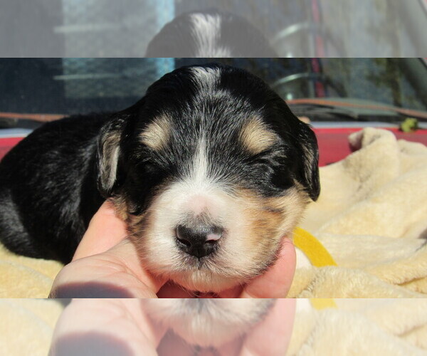 Medium Photo #7 Bernedoodle Puppy For Sale in BIG ROCK, IL, USA