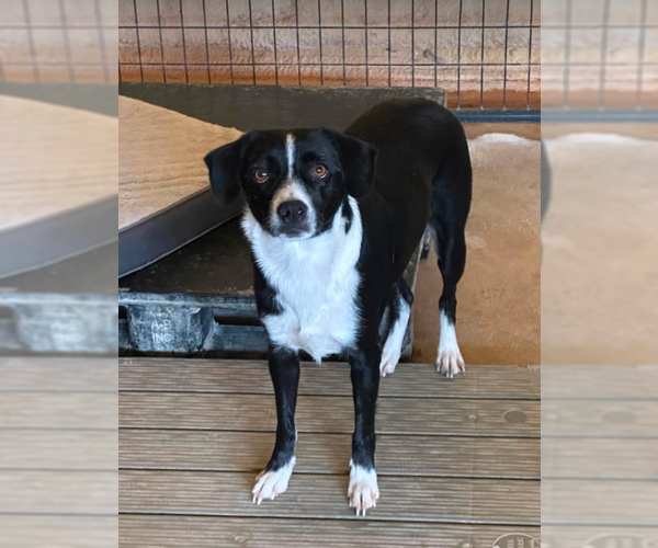 Medium Photo #1 Mutt Puppy For Sale in Cranston, RI, USA